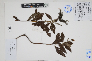 ( - Peru170357)  @11 [ ] CreativeCommons  Attribution Non-Commercial Share-Alike  Unspecified Herbarium of South China Botanical Garden
