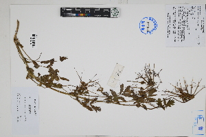  ( - Peru170358)  @11 [ ] CreativeCommons  Attribution Non-Commercial Share-Alike  Unspecified Herbarium of South China Botanical Garden