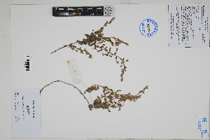  ( - Peru170360)  @11 [ ] CreativeCommons  Attribution Non-Commercial Share-Alike  Unspecified Herbarium of South China Botanical Garden
