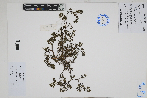  ( - Peru170361)  @11 [ ] CreativeCommons  Attribution Non-Commercial Share-Alike  Unspecified Herbarium of South China Botanical Garden