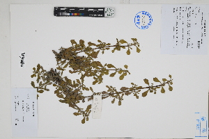  (Phyla nodiflora - Peru170362)  @11 [ ] CreativeCommons  Attribution Non-Commercial Share-Alike  Unspecified Herbarium of South China Botanical Garden