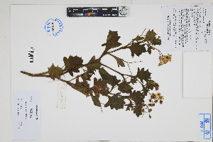  ( - Peru170364)  @11 [ ] CreativeCommons  Attribution Non-Commercial Share-Alike  Unspecified Herbarium of South China Botanical Garden