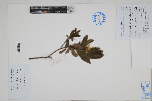  ( - Peru170366)  @11 [ ] CreativeCommons  Attribution Non-Commercial Share-Alike  Unspecified Herbarium of South China Botanical Garden