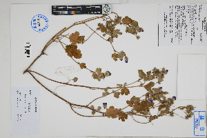  ( - Peru170374)  @11 [ ] CreativeCommons  Attribution Non-Commercial Share-Alike  Unspecified Herbarium of South China Botanical Garden