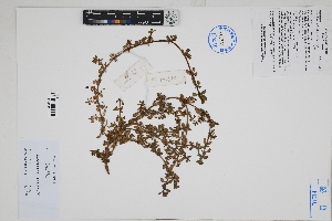  ( - Peru170375)  @11 [ ] CreativeCommons  Attribution Non-Commercial Share-Alike  Unspecified Herbarium of South China Botanical Garden