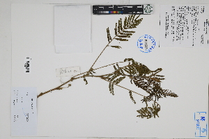  (Acacia sp - Peru170378)  @11 [ ] CreativeCommons  Attribution Non-Commercial Share-Alike  Unspecified Herbarium of South China Botanical Garden