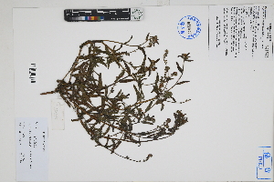  ( - Peru170380)  @11 [ ] CreativeCommons  Attribution Non-Commercial Share-Alike  Unspecified Herbarium of South China Botanical Garden