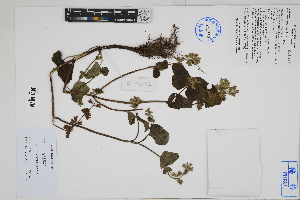  ( - Peru170382)  @11 [ ] CreativeCommons  Attribution Non-Commercial Share-Alike  Unspecified Herbarium of South China Botanical Garden