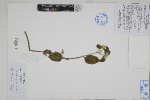  ( - Peru170392)  @11 [ ] CreativeCommons  Attribution Non-Commercial Share-Alike  Unspecified Herbarium of South China Botanical Garden