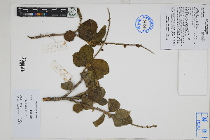  ( - Peru170397)  @11 [ ] CreativeCommons  Attribution Non-Commercial Share-Alike  Unspecified Herbarium of South China Botanical Garden