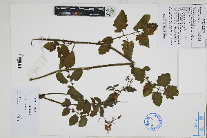  ( - Peru170399)  @11 [ ] CreativeCommons  Attribution Non-Commercial Share-Alike  Unspecified Herbarium of South China Botanical Garden