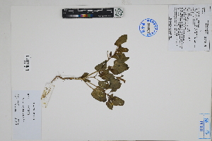  ( - Peru170401)  @11 [ ] CreativeCommons  Attribution Non-Commercial Share-Alike  Unspecified Herbarium of South China Botanical Garden