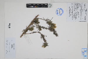  (Malesherbia arequipensis - Peru170403)  @11 [ ] CreativeCommons  Attribution Non-Commercial Share-Alike  Unspecified Herbarium of South China Botanical Garden