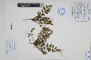  ( - Peru170409)  @11 [ ] CreativeCommons  Attribution Non-Commercial Share-Alike  Unspecified Herbarium of South China Botanical Garden