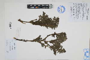  ( - Peru170414)  @11 [ ] CreativeCommons  Attribution Non-Commercial Share-Alike  Unspecified Herbarium of South China Botanical Garden