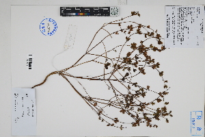  ( - Peru170422)  @11 [ ] CreativeCommons  Attribution Non-Commercial Share-Alike  Unspecified Herbarium of South China Botanical Garden