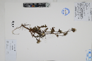  ( - Peru170424)  @11 [ ] CreativeCommons  Attribution Non-Commercial Share-Alike  Unspecified Herbarium of South China Botanical Garden