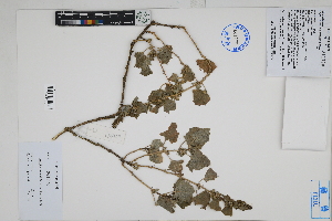  (Atriplex - Peru170430)  @11 [ ] CreativeCommons  Attribution Non-Commercial Share-Alike  Unspecified Herbarium of South China Botanical Garden