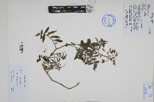  ( - Peru170433)  @11 [ ] CreativeCommons  Attribution Non-Commercial Share-Alike  Unspecified Herbarium of South China Botanical Garden