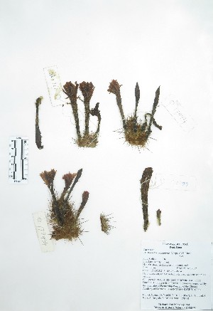  (Cleistocactus acanthurus - Peru170434)  @11 [ ] CreativeCommons  Attribution Non-Commercial Share-Alike  Unspecified Universidad Nacional Mayor de San Marcos, Museo de Historia Natural