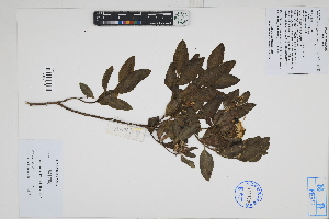 (Trixis - Peru170436)  @11 [ ] CreativeCommons  Attribution Non-Commercial Share-Alike  Unspecified Herbarium of South China Botanical Garden