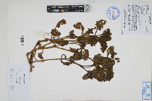  ( - Peru170437)  @11 [ ] CreativeCommons  Attribution Non-Commercial Share-Alike  Unspecified Herbarium of South China Botanical Garden