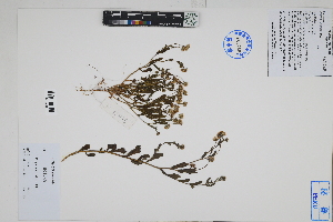  ( - Peru170446)  @11 [ ] CreativeCommons  Attribution Non-Commercial Share-Alike  Unspecified Herbarium of South China Botanical Garden