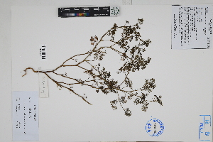  ( - Peru170448)  @11 [ ] CreativeCommons  Attribution Non-Commercial Share-Alike  Unspecified Herbarium of South China Botanical Garden