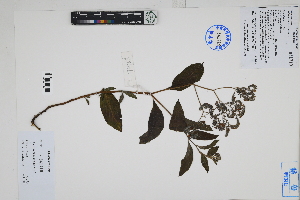  (Heliotropium arborescens - Peru170468)  @11 [ ] CreativeCommons  Attribution Non-Commercial Share-Alike  Unspecified Herbarium of South China Botanical Garden