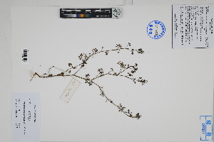  (Cyclospermum - Peru170474)  @11 [ ] CreativeCommons  Attribution Non-Commercial Share-Alike  Unspecified Herbarium of South China Botanical Garden