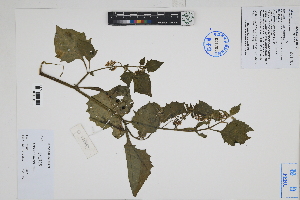 ( - Peru170481)  @11 [ ] CreativeCommons  Attribution Non-Commercial Share-Alike  Unspecified Herbarium of South China Botanical Garden