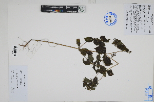  ( - Peru170487)  @11 [ ] CreativeCommons  Attribution Non-Commercial Share-Alike  Unspecified Herbarium of South China Botanical Garden