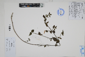  (Dicliptera tomentosa - Peru170492)  @11 [ ] CreativeCommons  Attribution Non-Commercial Share-Alike  Unspecified Herbarium of South China Botanical Garden