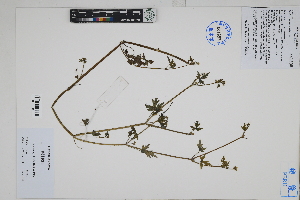  (Bowlesia - Peru170493)  @11 [ ] CreativeCommons  Attribution Non-Commercial Share-Alike  Unspecified Herbarium of South China Botanical Garden