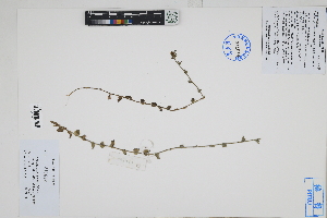  (Triodanis perfoliata - Peru170500)  @11 [ ] CreativeCommons  Attribution Non-Commercial Share-Alike  Unspecified Herbarium of South China Botanical Garden
