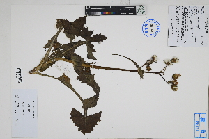  ( - Peru170502)  @11 [ ] CreativeCommons  Attribution Non-Commercial Share-Alike  Unspecified Herbarium of South China Botanical Garden