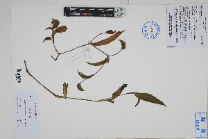  (Commelina fasciculata - Peru170508)  @11 [ ] CreativeCommons  Attribution Non-Commercial Share-Alike  Unspecified Herbarium of South China Botanical Garden