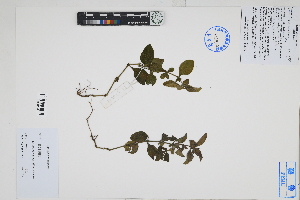  (Dyschoriste repens - Peru170512)  @11 [ ] CreativeCommons  Attribution Non-Commercial Share-Alike  Unspecified Herbarium of South China Botanical Garden