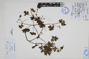  (Geranium limae - Peru170516)  @11 [ ] CreativeCommons  Attribution Non-Commercial Share-Alike  Unspecified Herbarium of South China Botanical Garden