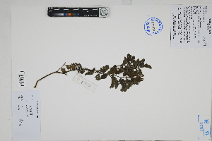  ( - Peru170520)  @11 [ ] CreativeCommons  Attribution Non-Commercial Share-Alike  Unspecified Herbarium of South China Botanical Garden