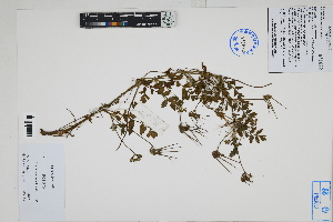  ( - Peru170521)  @11 [ ] CreativeCommons  Attribution Non-Commercial Share-Alike  Unspecified Herbarium of South China Botanical Garden