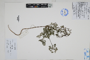  (Daucus montanus - Peru170522)  @11 [ ] CreativeCommons  Attribution Non-Commercial Share-Alike  Unspecified Herbarium of South China Botanical Garden