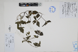  (Galinsoga quadriradiata - Peru170529)  @11 [ ] CreativeCommons  Attribution Non-Commercial Share-Alike  Unspecified Herbarium of South China Botanical Garden