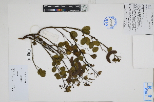  (Senna sp - Peru18003)  @11 [ ] CreativeCommons  Attribution Non-Commercial Share-Alike  Unspecified Herbarium of South China Botanical Garden