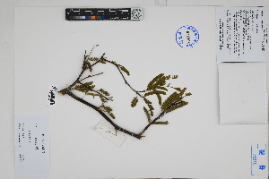  (Prosopis sp - Peru18007)  @11 [ ] CreativeCommons  Attribution Non-Commercial Share-Alike  Unspecified Herbarium of South China Botanical Garden