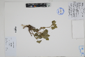  (Palaua moschata - Peru18013)  @11 [ ] CreativeCommons  Attribution Non-Commercial Share-Alike  Unspecified Herbarium of South China Botanical Garden