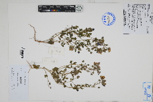  ( - Peru18032)  @11 [ ] CreativeCommons  Attribution Non-Commercial Share-Alike  Unspecified Herbarium of South China Botanical Garden