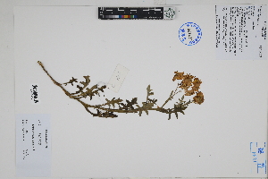  ( - Peru18042)  @11 [ ] CreativeCommons  Attribution Non-Commercial Share-Alike  Unspecified Herbarium of South China Botanical Garden