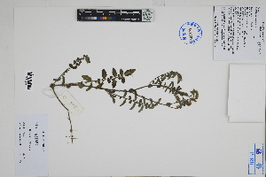  ( - Peru18046)  @11 [ ] CreativeCommons  Attribution Non-Commercial Share-Alike  Unspecified Herbarium of South China Botanical Garden