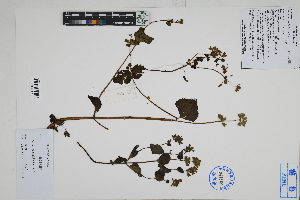  ( - Peru18051)  @11 [ ] CreativeCommons  Attribution Non-Commercial Share-Alike  Unspecified Herbarium of South China Botanical Garden